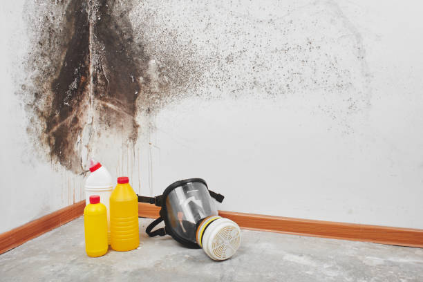 Best Emergency Mold Removal  in Plainfield Village, CT