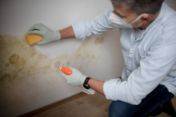 Best Mold Cleaning Services  in Plainfield Village, CT