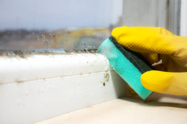 Best Mold Testing  in Plainfield Village, CT