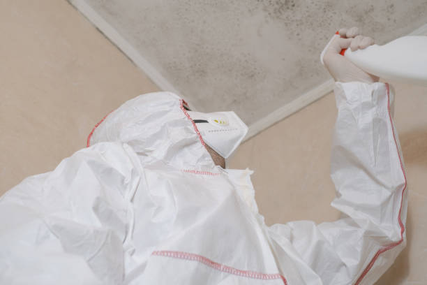 Best Black Mold Removal  in Plainfield Village, CT