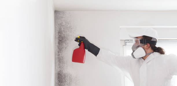 Best Fast Mold Removal  in Plainfield Village, CT
