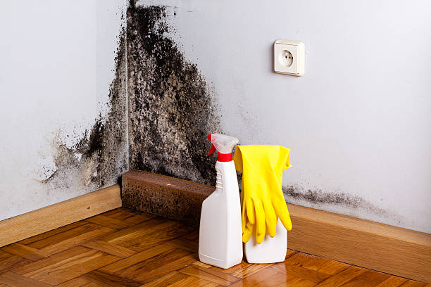 Mold Removal Process in Plainfield Village, CT