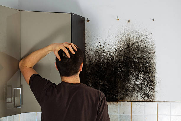 Best Mold Damage Repair  in Plainfield Village, CT