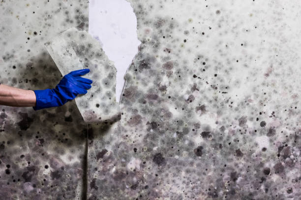 Best Crawl Space Mold Removal  in Plainfield Village, CT
