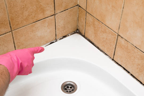 Home Mold Removal in Plainfield Village, CT