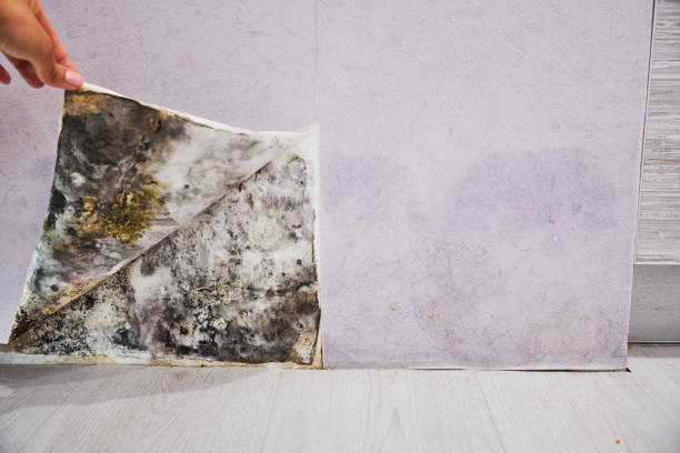 Best Mold Testing  in Plainfield Village, CT